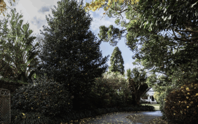 Intermediate & Advanced Training Group 2026